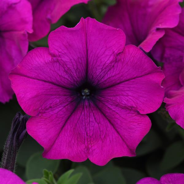 Easy Wave<sup>®</sup> Violet Bloom