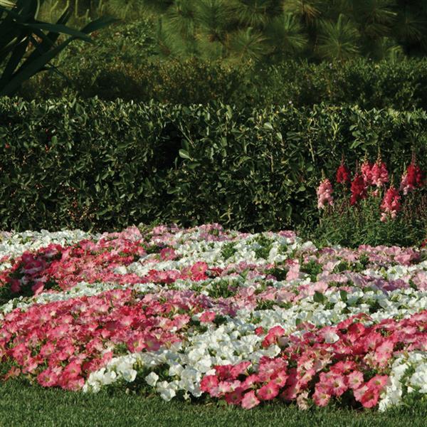Easy Wave<sup>®</sup> Rosy Dawn Commercial Landscape 1