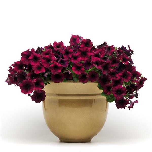 Easy Wave<sup>®</sup> Burgundy Velour Container