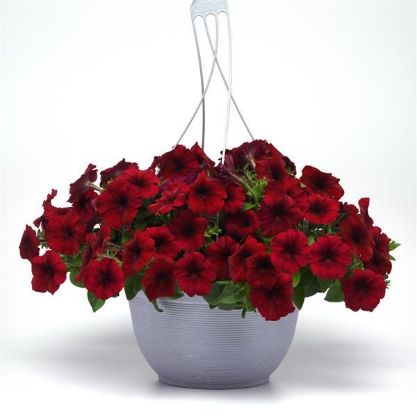 Easy Wave<sup>®</sup> Red Velour Basket