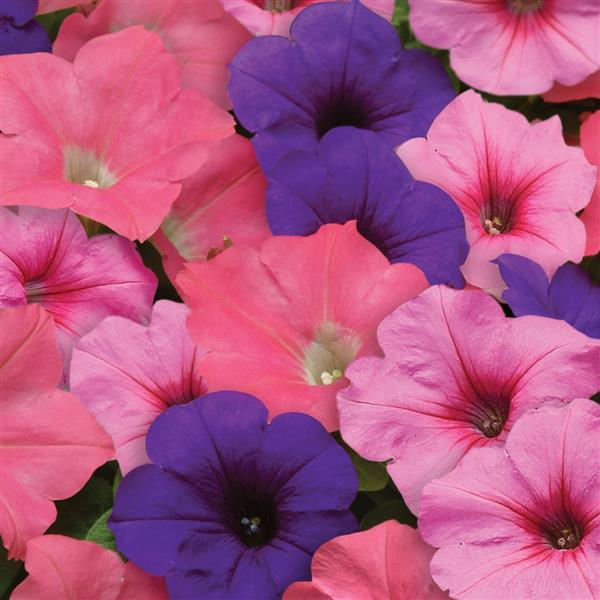Easy Wave<sup>®</sup> Beachcomber Mixture Bloom