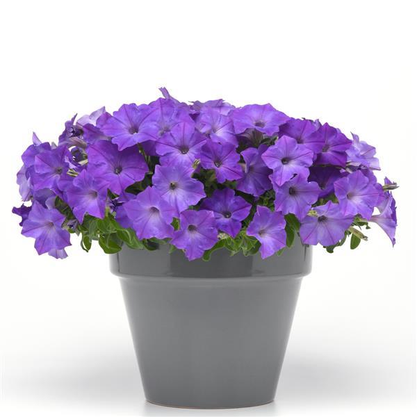Easy Wave<sup>®</sup> Lavender Sky Blue Container