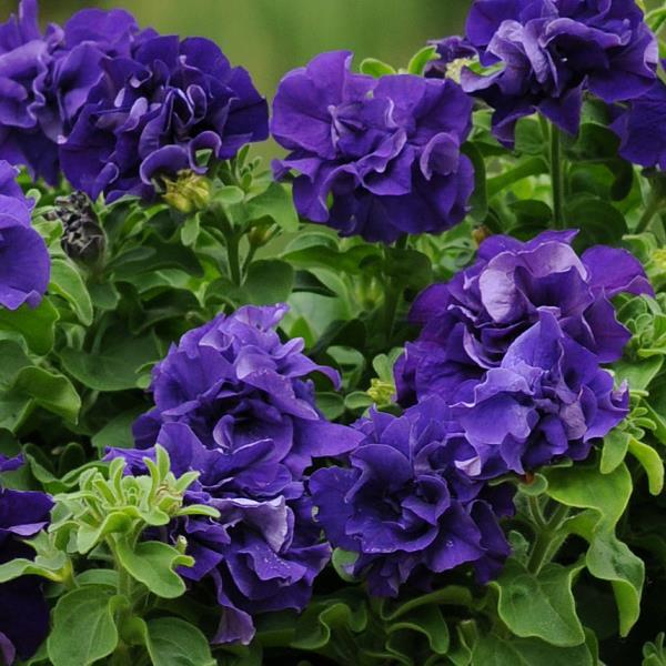 Double Cascade Blue Bloom