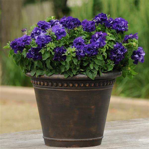 Double Cascade Blue Container