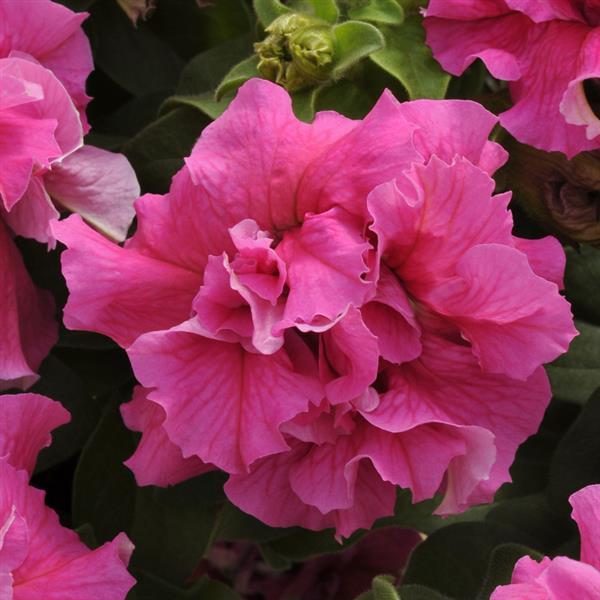 Double Cascade Pink Bloom