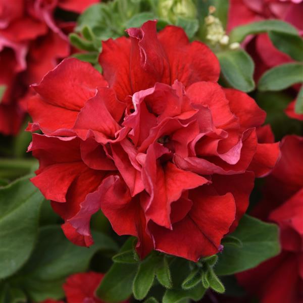 Double Cascade Valentine Bloom