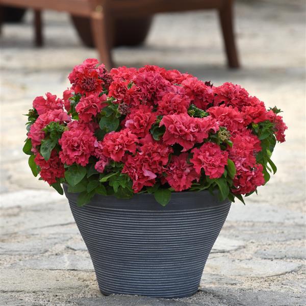 Double Cascade Valentine Container