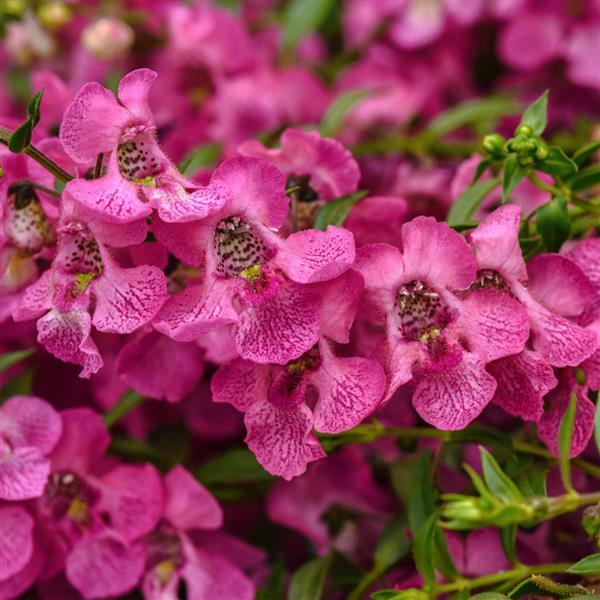AngelMist<sup>®</sup> Spreading Pink Bloom