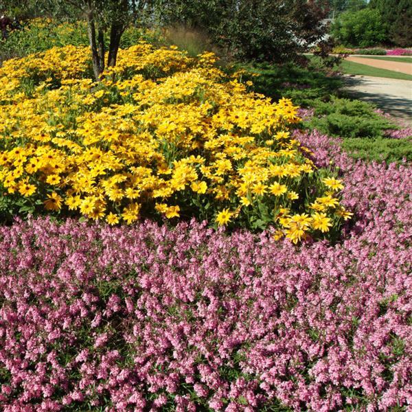 AngelMist<sup>®</sup> Spreading Pink Commercial Landscape 1