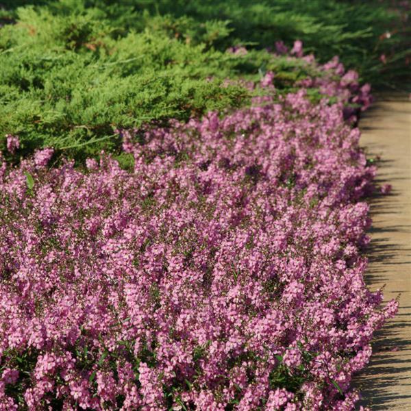 AngelMist<sup>®</sup> Spreading Pink Landscape