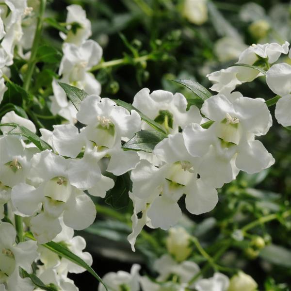 AngelMist<sup>®</sup> Spreading White Bloom