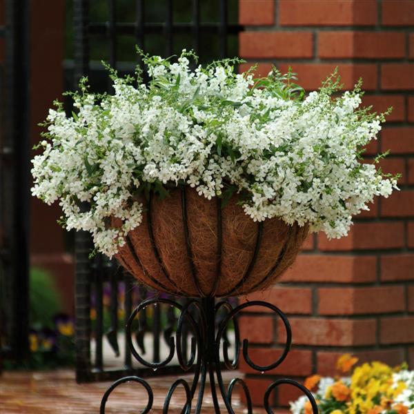 AngelMist<sup>®</sup> Spreading White Container