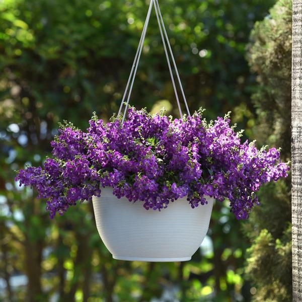 AngelMist<sup>®</sup> Spreading Dark Purple Basket