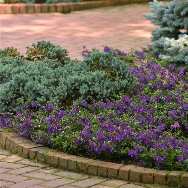 AngelMist<sup>®</sup> Spreading Dark Purple Commercial Landscape 1