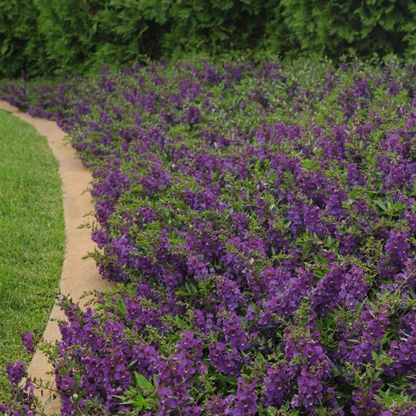 AngelMist<sup>®</sup> Spreading Dark Purple Landscape