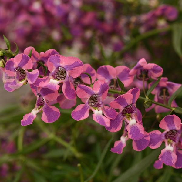 AngelMist<sup>®</sup> Spreading Berry Sparkler Bloom