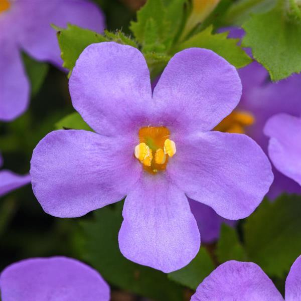 MegaCopa™ Blue Bloom