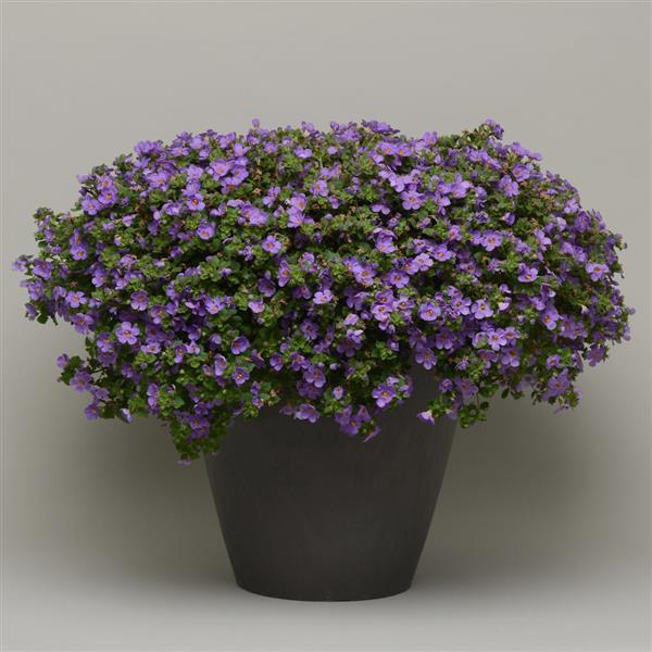 MegaCopa™ Blue Container