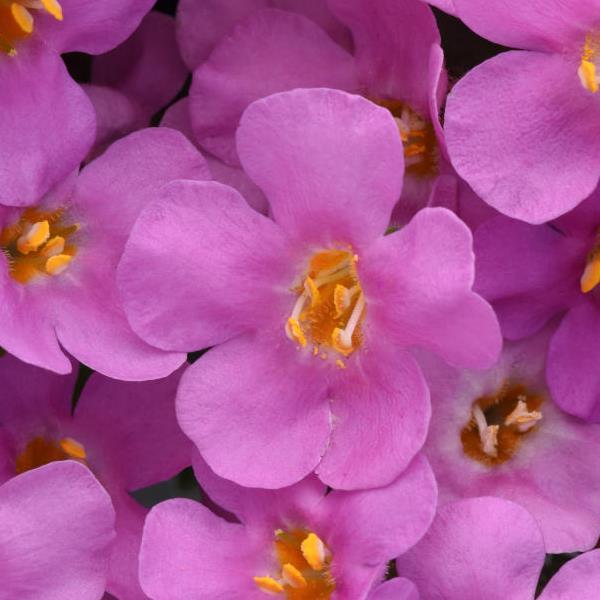 MegaCopa™ Pink Bloom