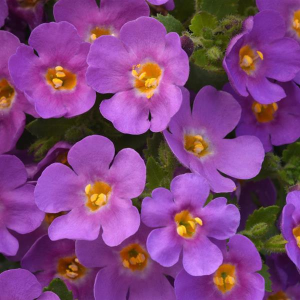MegaCopa™ Plum Bloom