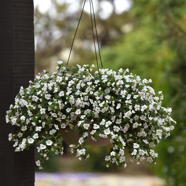 MegaCopa™ White Basket