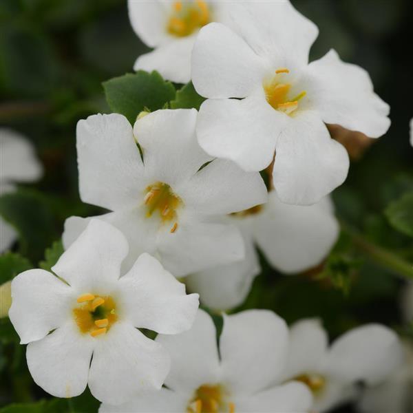 MegaCopa™ White Bloom