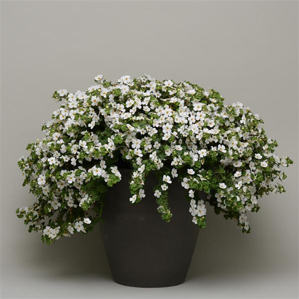 MegaCopa™ White Container