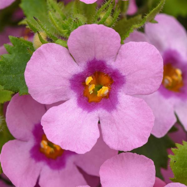 MegaCopa™ Dark Pink Bloom
