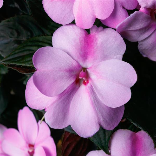 SunPatiens<sup>®</sup> Compact Lavender Bloom