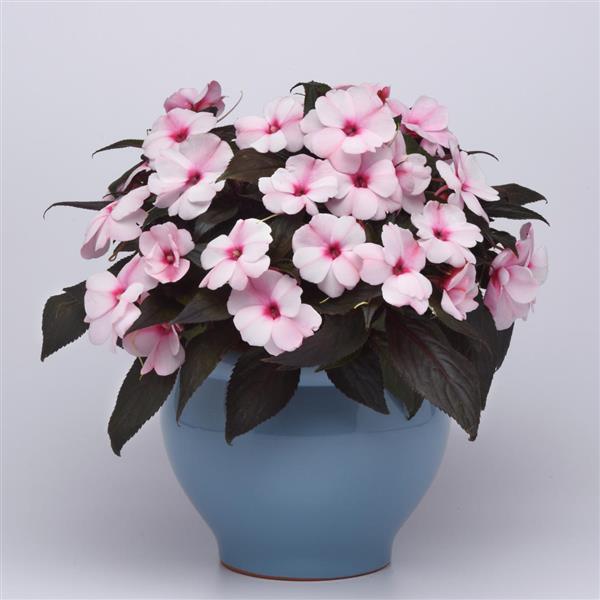 Clockwork™ Appleblossom Container