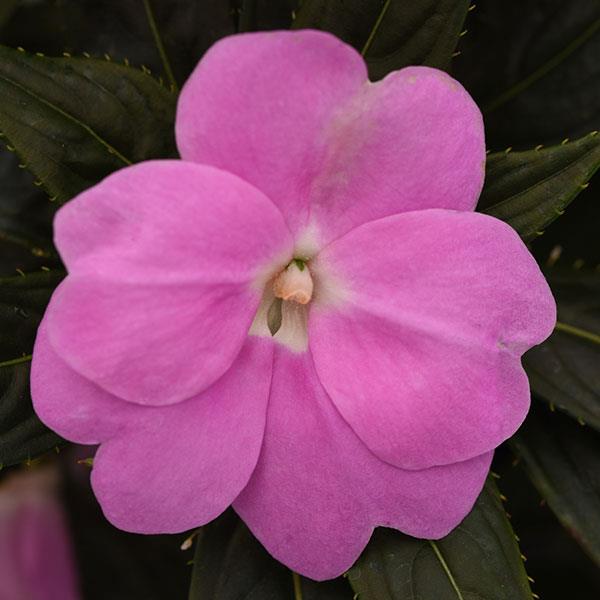 Clockwork™ Lavender Bloom