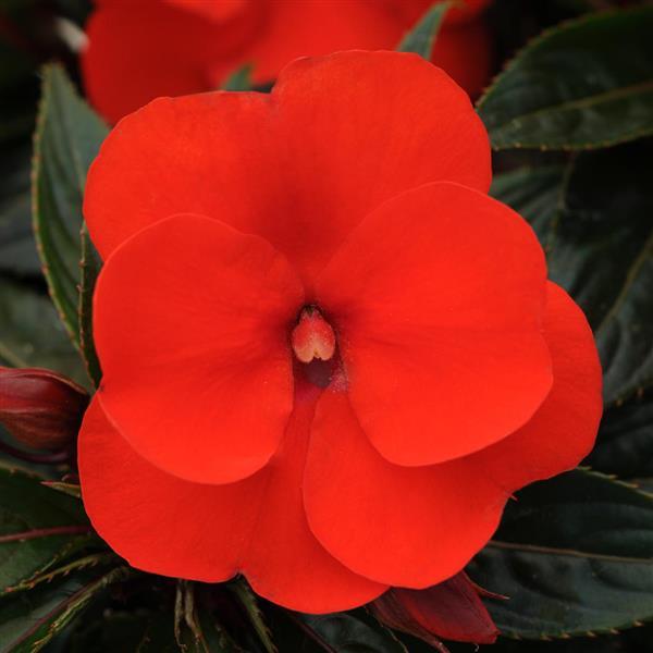 Clockwork™ Orange Bloom
