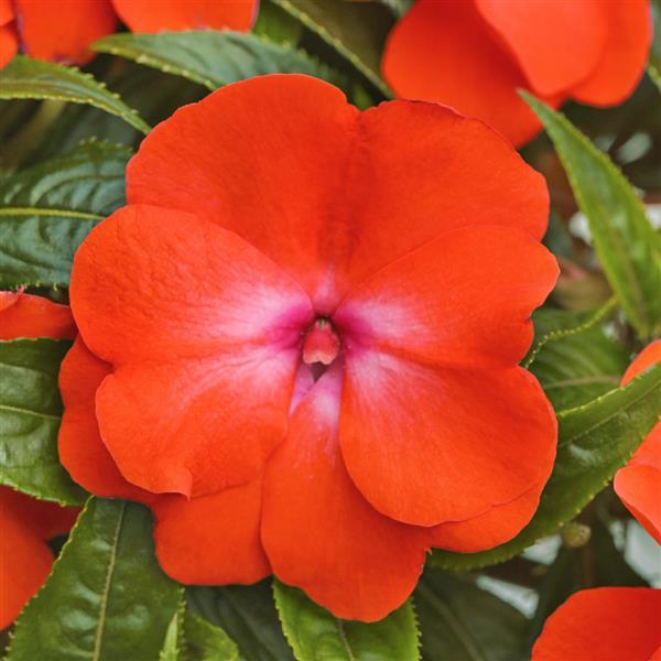 Clockwork™ Orange Glow Bloom