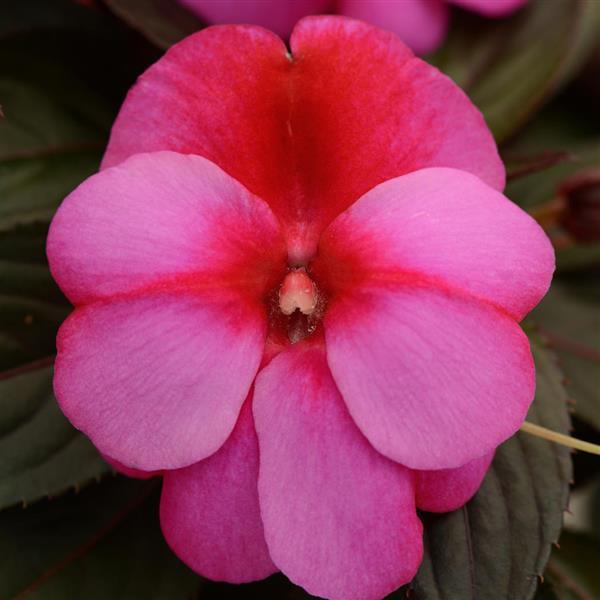 Clockwork™ Pink Star Bloom