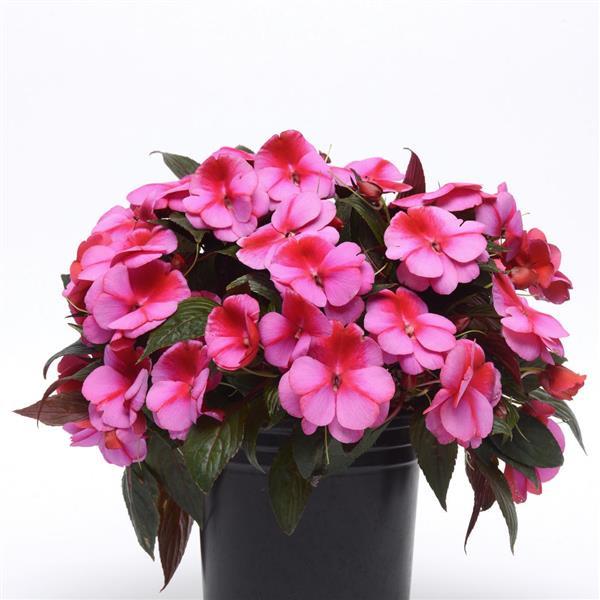Clockwork™ Pink Star Container
