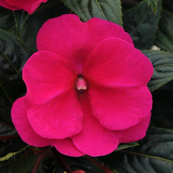 Clockwork™ Purple Bloom