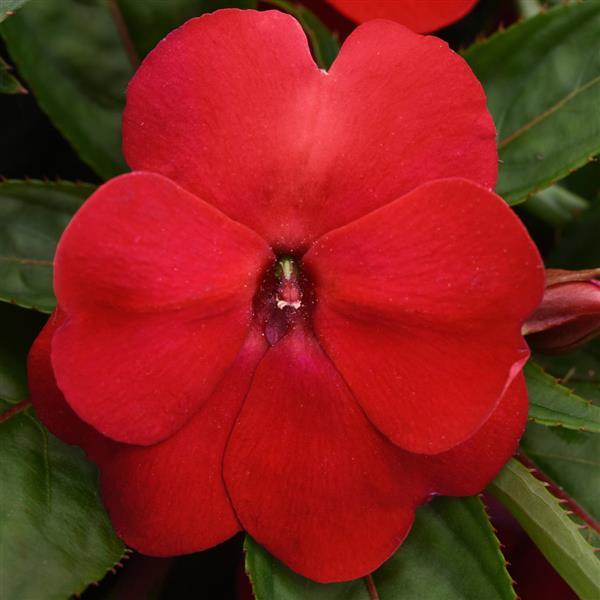 Clockwork™ Red Bloom
