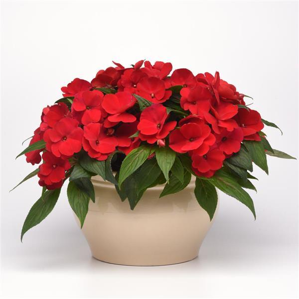 Clockwork™ Red Container