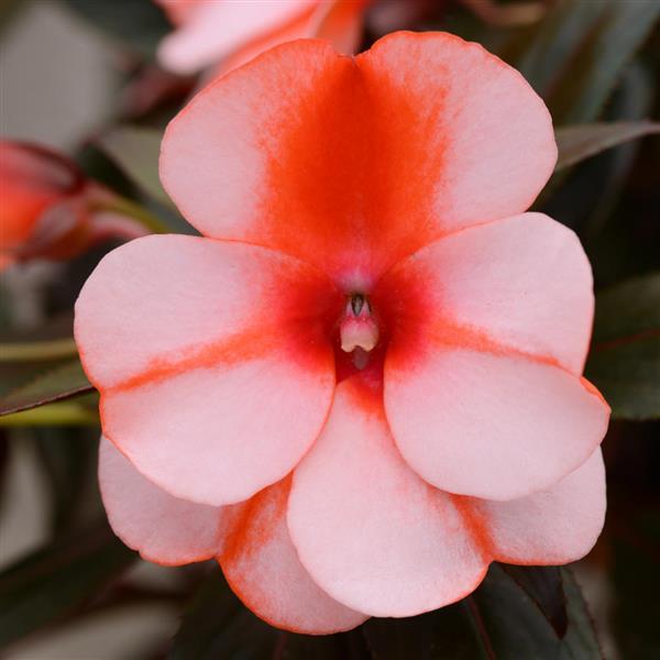 Clockwork™ Orange Stripe Bloom