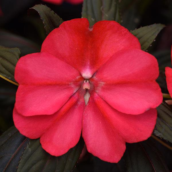Clockwork™ Cherry Strike Bloom