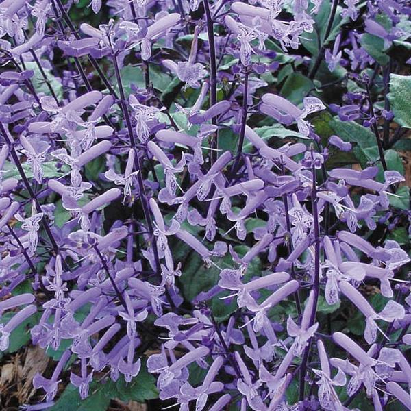 Mona Lavender Bloom
