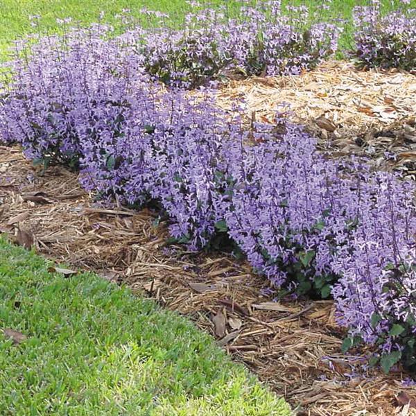 Mona Lavender Landscape