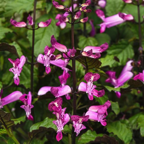 Mona Magenta Bloom