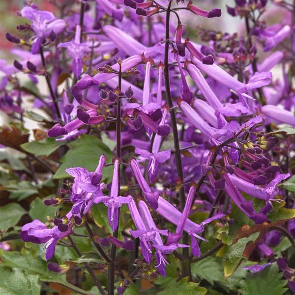 Mona Purple Bloom