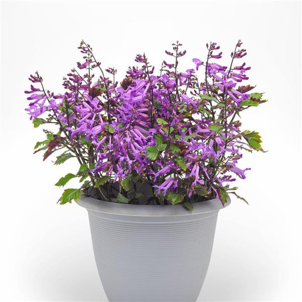 Mona Purple Container