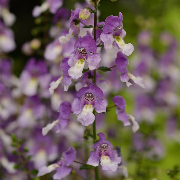 Archangel™ Blue Bicolor Bloom
