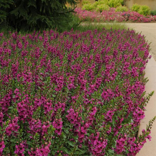 Archangel™ Raspberry Commercial Landscape 1