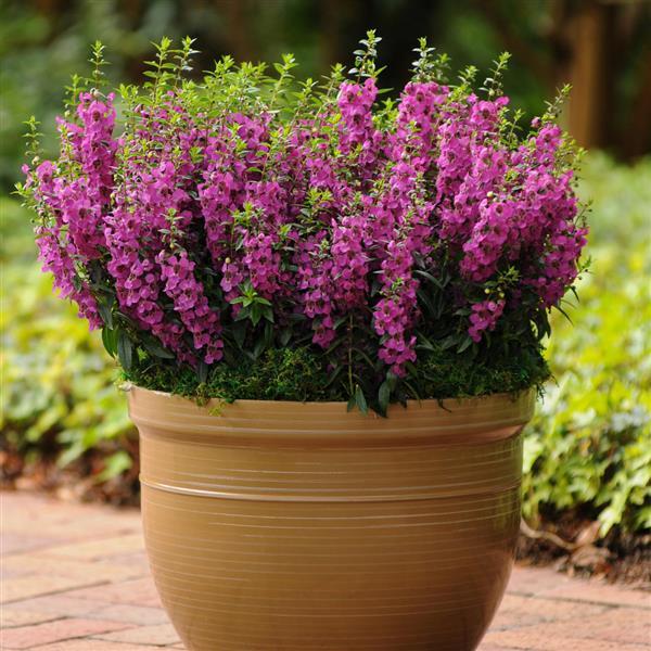 Archangel™ Raspberry Container