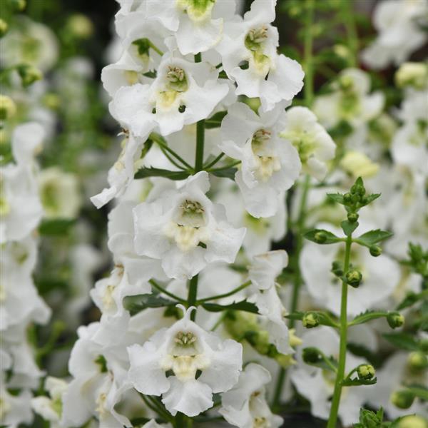 Archangel™ White Bloom
