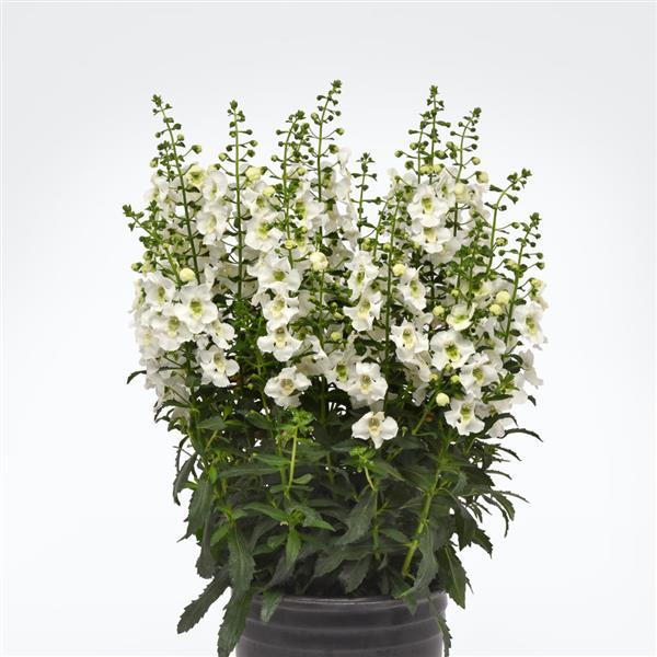 Archangel™ White Container